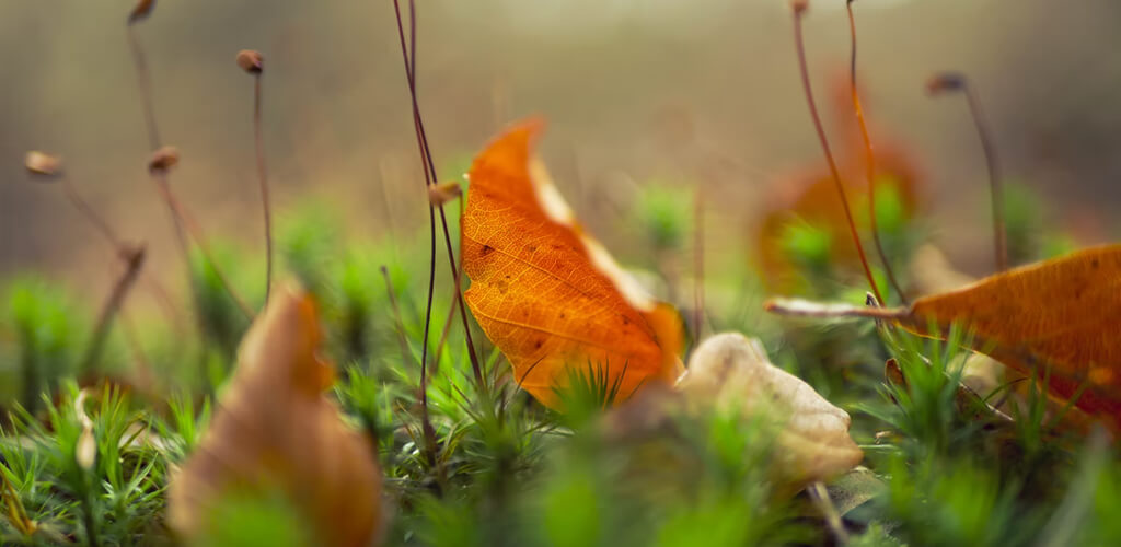 leaves on artificial turf
