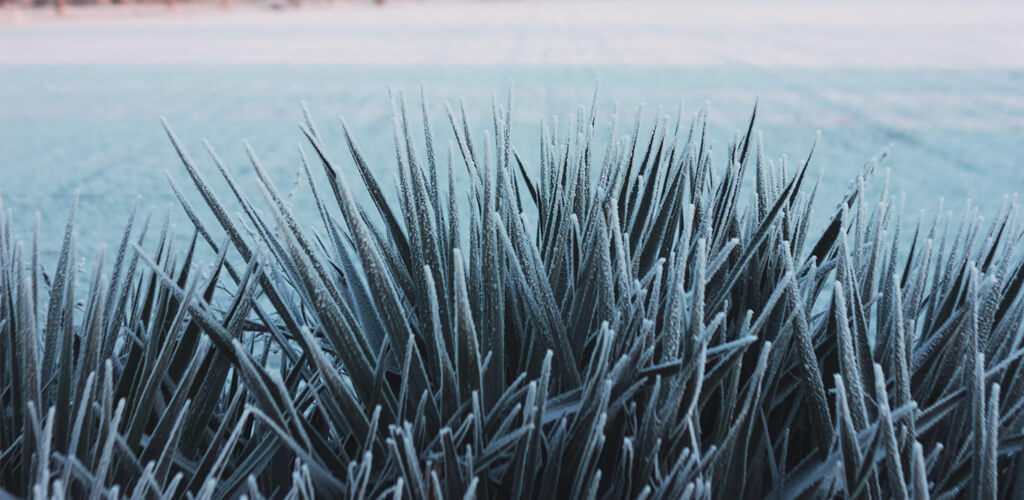 frozen grass standing up straight on a lawn